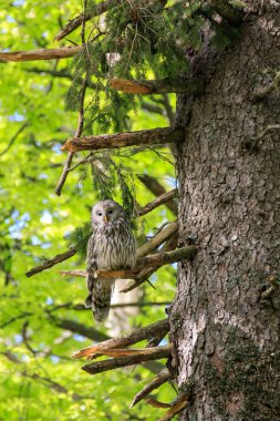 Slovenya ormandaki Uralların baykuş