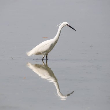 Küçük Egret (Egretta garzetta)