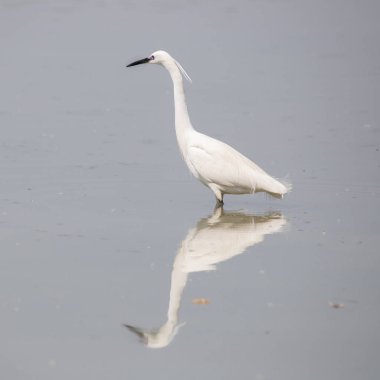Küçük Egret (Egretta garzetta)
