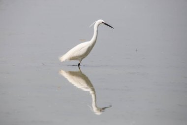 Küçük Egret (Egretta garzetta)