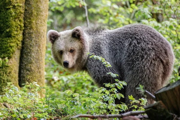 Ours Brun Ursus Arctos Dans Forêt Slovénie — Photo