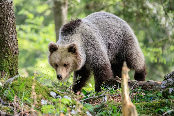 Niedźwiedź Brunatny Ursus Arctos Lesie Słowenii — Zdjęcie stockowe