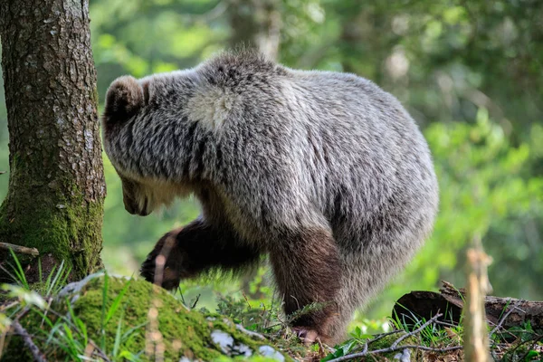 Braunbär Ursus Arctos Wald Slowenien — Stockfoto