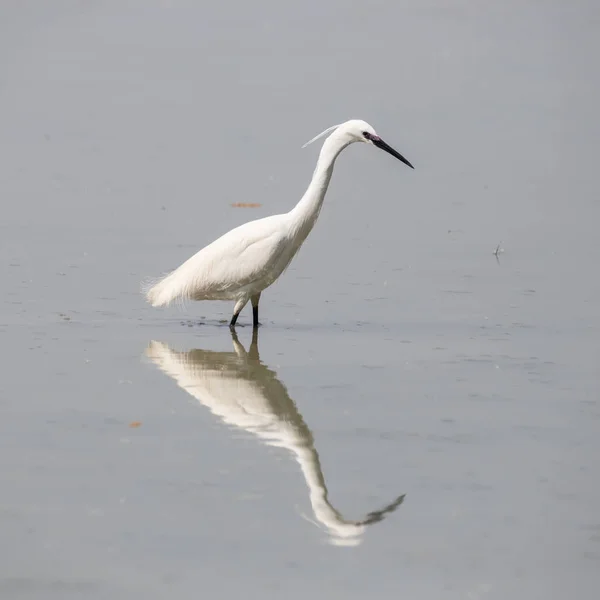 Küçük Egret Egretta Garzetta — Stok fotoğraf