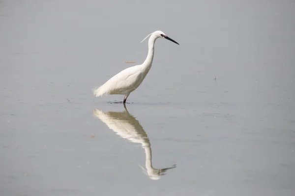 Petite Aigrette Egretta Garzetta — Photo