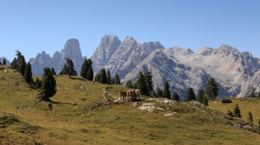 grazing cows in Prato Piazza (Dolomites)