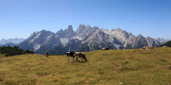 Grazing Cows Prato Piazza Dolomites — Zdjęcie stockowe