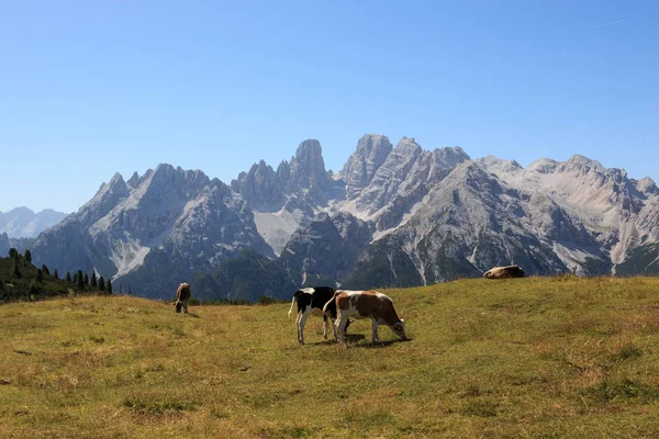 Grazing Cows Prato Piazza Dolomites — Zdjęcie stockowe