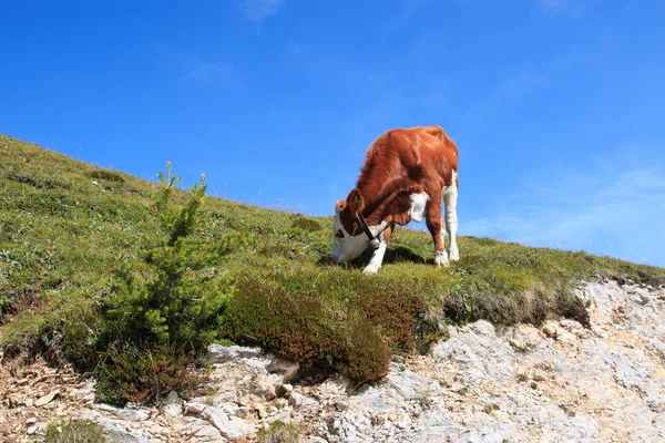 Grazing Cows Prato Piazza Dolomites — Stock Photo, Image