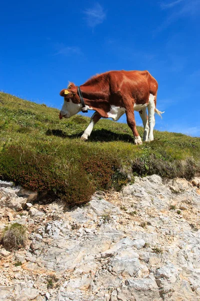 Grazing Cows Prato Piazza Dolomites — Stockfoto