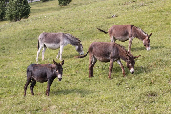 Troupeau Ânes Dans Pâturage — Photo