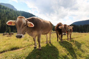 grazing cows in Val Venegia (Trentino)