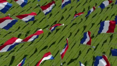 Hollanda'nın birçok bayrakları yukarıdan güneşli bir günde yeşil alanında görüntüleyin. Üç boyutlu 3d animasyon oluşturma.
