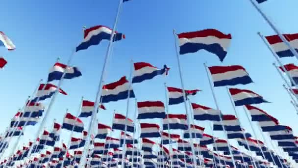 Many Flags Netherlands Waving Wind Blue Sky Three Dimensional Rendering — Stock Video