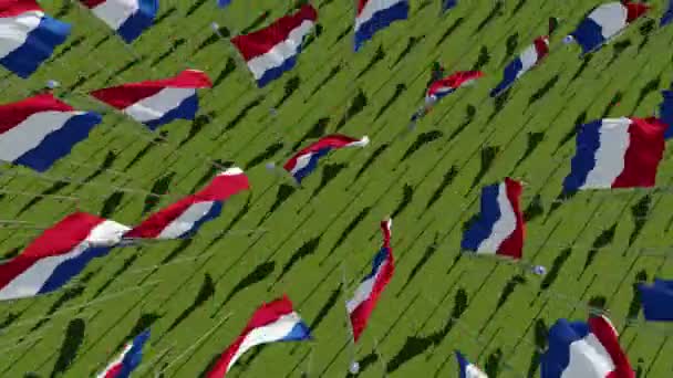 Muchas Banderas Los Países Bajos Ven Desde Arriba Campo Verde — Vídeo de stock
