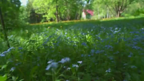 Ängen Kameran Rör Sig Genom Äng Med Vårblommor Förgätmigej Maskrosor — Stockvideo