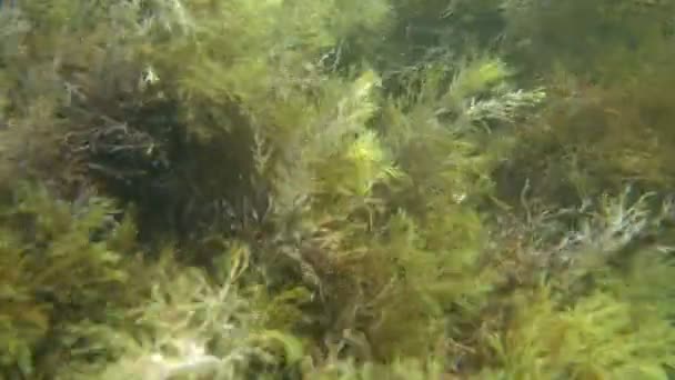 Paysage Sous Marin Avec Algues Les Algues Balancent Sous Eau — Video