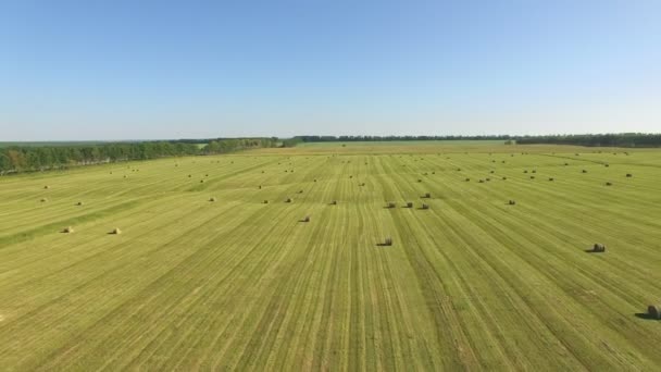収穫のフィールドで干し草およびわら俵の空中ドローン ショット — ストック動画