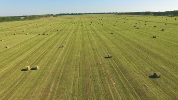 Campo Agricultores Cheio Fardos Feno Vista Aérea Drone Frome — Vídeo de Stock