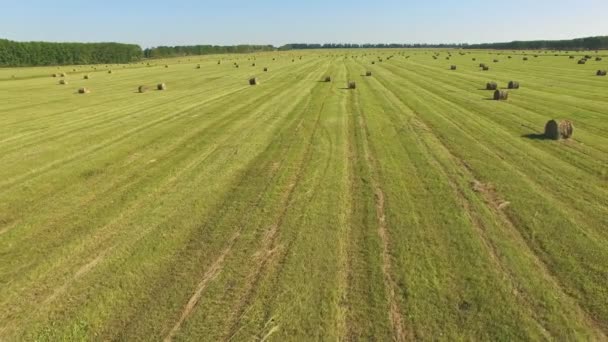 Antenn Flygning Över Landsbygdens Fält Sommar Med Balar — Stockvideo