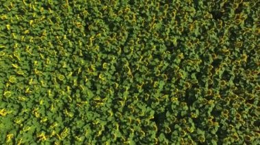 Ayçiçekleri alanı. Üstten görünüm. Hava frome dron.