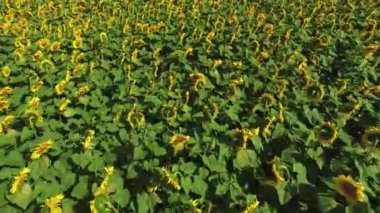 Ayçiçeği tarlasında uçmak