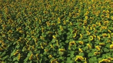 4 k Hd havadan görünümü kamera hamle ayçiçeği alan uzaklaştırmak, güneşli bir gün