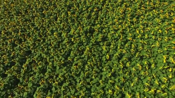 Champ aérien de tournesols à fleurs. Agriculture Récolte .