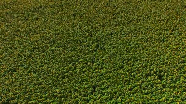 Luftbildkamera Fährt Über Das Sonnenblumenfeld Herunter — Stockvideo