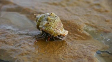 pavurya Kum Plajı üzerinde Kapat