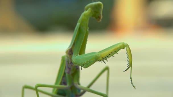 Praying Mantis Face Macro Close — Stock Video