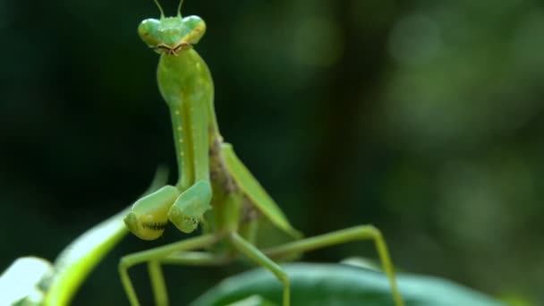 Detailní Záběr Kudlanky Nebo Mantis Religiosa — Stock video