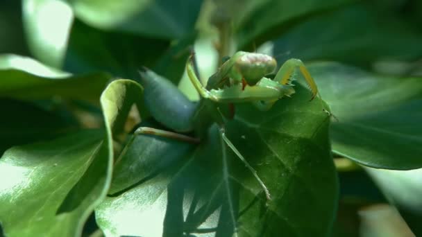 カマキリやカマキリの Religiosa 自然の生息地でのマクロです それは緑の葉の上に座っています — ストック動画