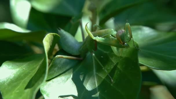 Orando Mantis Sobre Hojas Verdes Macro Close — Vídeo de stock