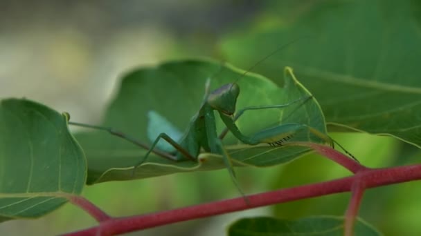 Είδος Ακρίδος Mantis Religiosa Κάθεται Ένα Φύλλο Που Αιωρούνται Στον — Αρχείο Βίντεο