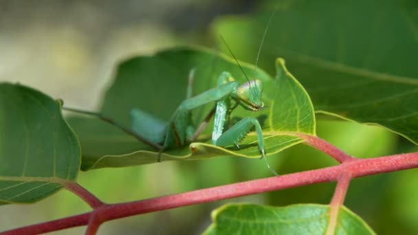 Close Praying Mantis Senta Folha Verde — Vídeo de Stock