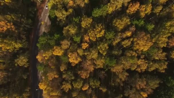 Vzdušný Let Nad Silnici Lese Podzimní Barvy Letecký Zelené Krajiny — Stock video
