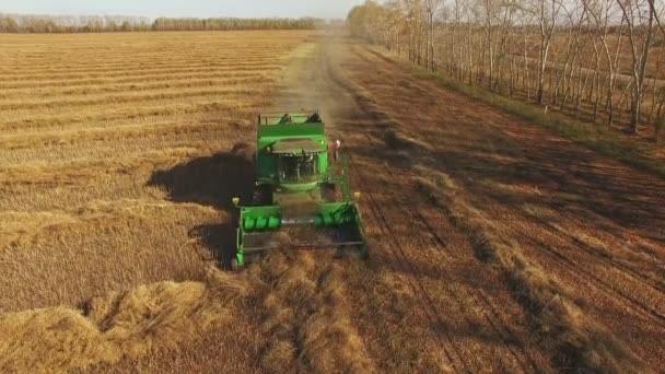 Aerial View Green Combine Harvester Rapeseed Field — Stock Video