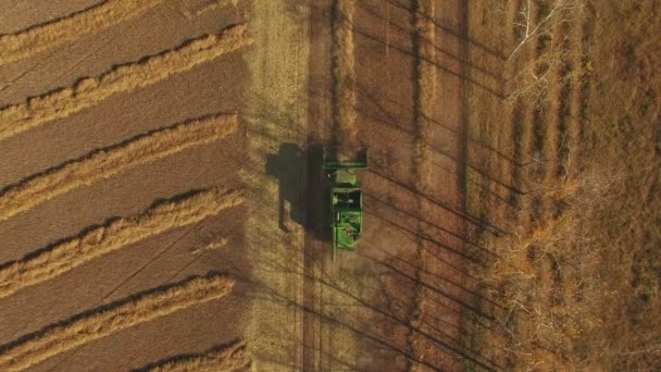 Luchtfoto Van Combine Harvester Oogst Van Koolzaad Veld Productie Van — Stockvideo