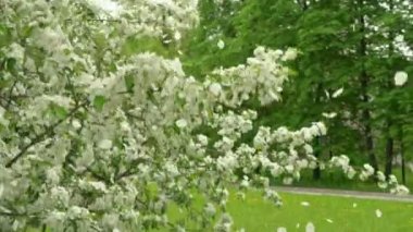 Beyaz çiçek ağaç düşen yaprakları yeşil bahçesinde. Bahar zaman çiçeklenme elma ağacı