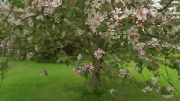 Bahar Zamanı Çiçek Açan Elma Ağacı — Stok video