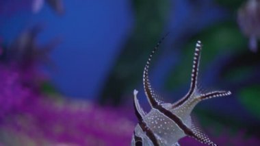 Akvaryumda Banggai kardinal balığı