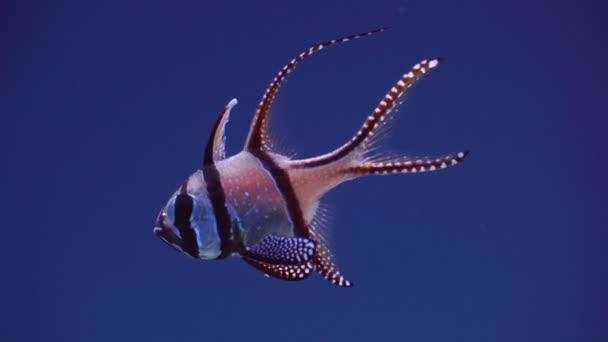 Schöne Fische Aquarium Blauem Wasser — Stockvideo