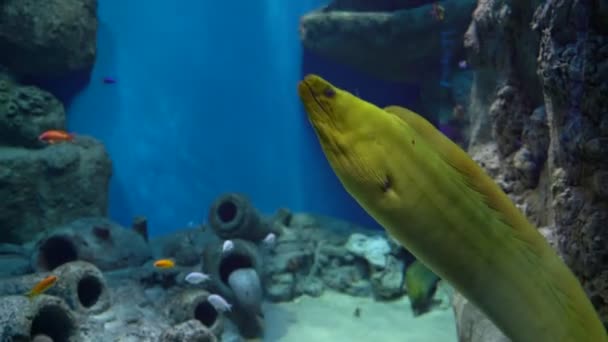 Murène Jaune Poisson Dans Récif Corallien Dans Aquarium Eau Bleue — Video