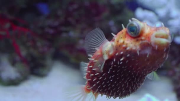 Puffer Vissen Aquarium Prachtige Onderwaterwereld Met Koralen Tropische Vissen — Stockvideo