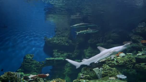Grande Aquário Com Tubarões — Vídeo de Stock