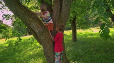En büyük çocuk küçük kardeşi ağaçtan Park güneşli bir gün çocuk kucaklama almak için yardımcı olur.