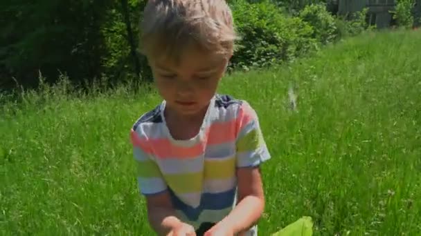 男孩与网捕捉蝴蝶和有乐趣在绿色的草地上 在阳光明媚的日子 — 图库视频影像