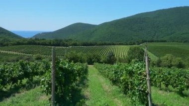 Yaz üzüm, üzüm, Abrau Durso, Krasnodar bölgesi, Rusya olgunlaşma ile asılı üzüm.