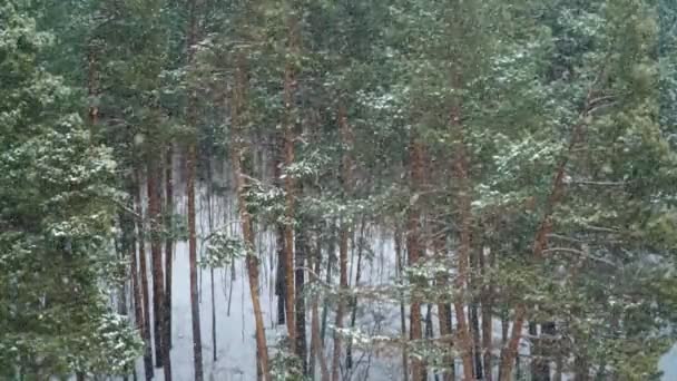 松の木と雪が降っています 降雪で美しい冬の森 — ストック動画